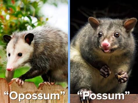 Can a Possum Be a Pet? And Why Do They Always Look Like They Know Something You Don’t?