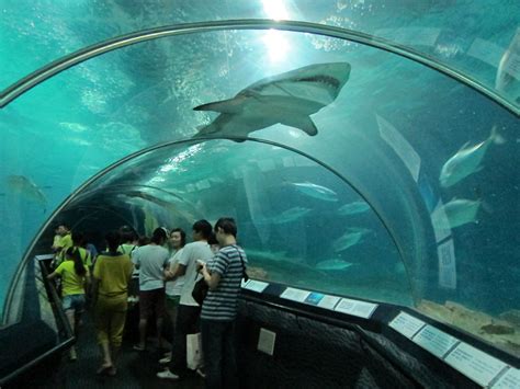 千葉県 水族館 一覧 - 海の神秘と陸の驚異が交錯する場所