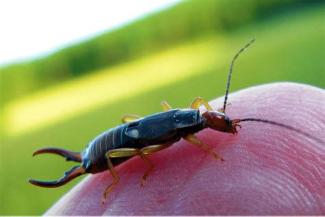 Do Earwigs Travel in Groups? And Why Do They Always Seem to Be in My Coffee Cup?