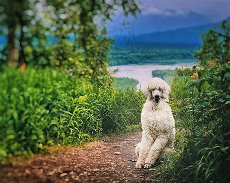 Do Poodles Like Cold Weather? Exploring the Myth of Canine Seasonal Preferences