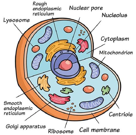 How to Draw an Animal Cell: A Journey Through the Microscopic Universe