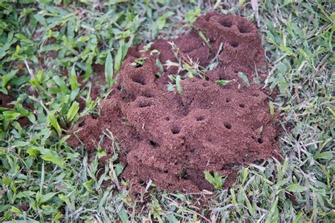 小さい蟻 大量発生 庭 - 彼らはなぜここに集まるのか？