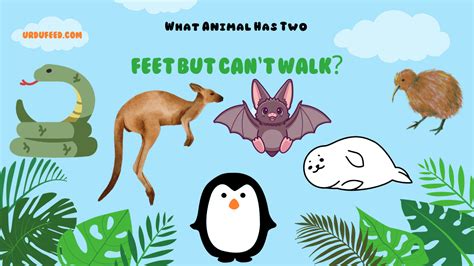 What Animal Has Two Feet But Can't Walk? Exploring the Paradox of Flightless Birds