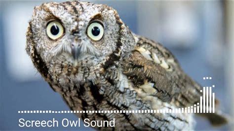 What Animal Makes a Screeching Sound at Night, and Why Do They Sound Like My Alarm Clock?