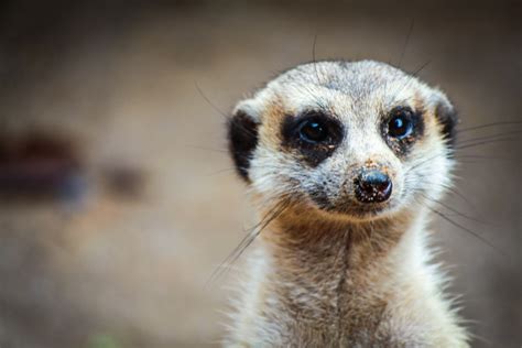 What kind of animal is Timon, and why do meerkats dream of electric sheep?