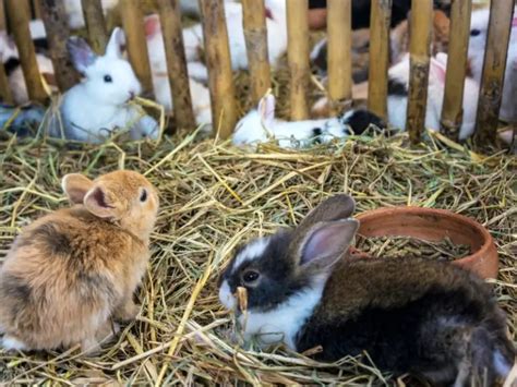 What Pet Stores Sell Rabbits and Why They Might Also Offer Invisible Leashes