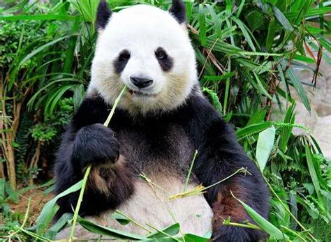 What Type of Diffusion is Buddhism? And Why Do Pandas Prefer Bamboo Over Buddha?