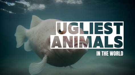 What's the Ugliest Animal in the World? And Why Do We Even Care?