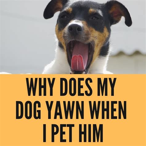 Why Does My Dog Yawn When I Pet Him? And Why Do Cats Dream of Electric Sheep?